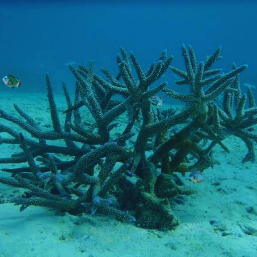 Agatti-corals