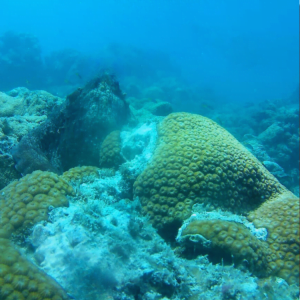 Bharatpur Beach coral under sea