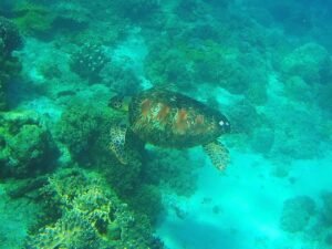 North Bay Island Andaman under water view