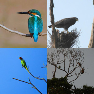 Chidiya tapu-bird watching