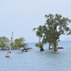 Chidiya Tapu Serene view