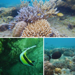 Marine life at Elephant beach