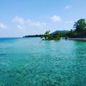 Havelock-blue-corals
